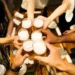Japão lança concurso para incentivar consumo de bebidas alcoólicas