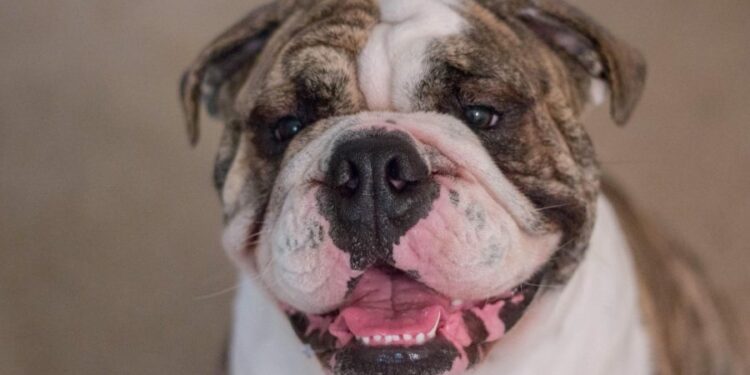 Homem morre após ataque violento de cães da raça buldogue (Foto: Reprodução/Pixabay)
