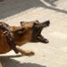 Paraná: Mulher solta cães para atacar catadora de recicláveis, diz PM