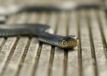 Criança de dois anos é atacada por cobra e mata animal com mordida