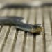 Criança de dois anos é atacada por cobra e mata animal com mordida