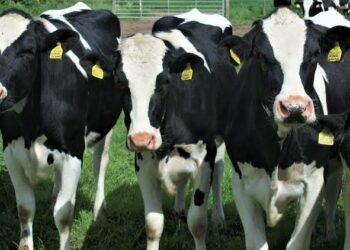 Mulher morre ao ser pisoteada por rebanho de vacas enquanto passeava com cãozinho