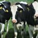 Mulher morre ao ser pisoteada por rebanho de vacas enquanto passeava com cãozinho