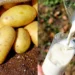 Batata, cebola e leite têm maiores altas do semestre nos supermercados