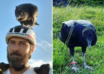 Instrutor de parapente adota bebê urubu achado no lixo e o ensina a voar