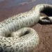 Pescadores de Cascavel encontram sucuri de 4 metros; assista