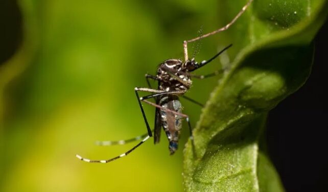 Aedes aegypti também é transmissor da febre amarela. — Foto: Prefeitura de Cabo Frio