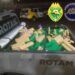 PM apreende neste fim de semana quase 600 kg de maconha em SAP