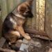 Penalidades mais rígidas para agressores de animais já estão em vigor no Paraná