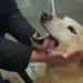 Paraná: Vídeo mostra reencontro emocionado entre cão e tutora após ele fugir e ser resgatado ferido na BR-116