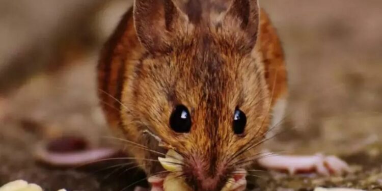 Menino de 11 anos morre após ser mordido por rato silvestre em SC (Foto: Pexels)
