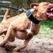 Pitbull ataca o próprio dono no Paraná