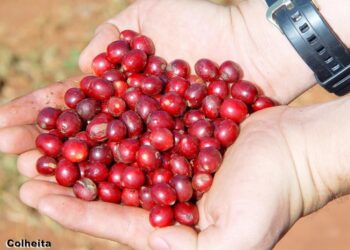 Café produzido em Ribeirão Claro tem reconhecimento internacional