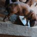Sítio é multado em R$ 100 mil no Paraná; quase 100 animais foram encontrados desnutridos