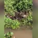 Família de sucuris é flagrada por casal no Rio Paraná; vídeo