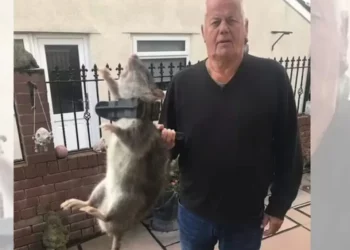 Homem captura rato do tamanho de um bebê humano no quintal de casa