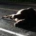 BR-153: Cavalo na pista provoca acidente em Jacarezinho