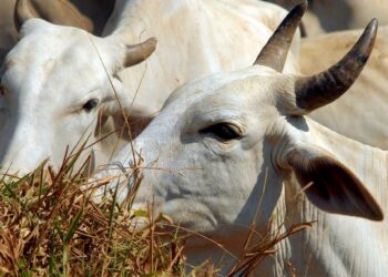 Brasil deve vacinar 161 milhões de bovinos e bubalinos contra aftosa