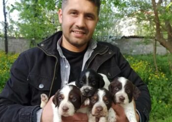 Homem morre após ser baleado pelo próprio cachorro