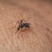 Cerca de 1,2 milhão de brasileiros têm Chagas, mas a maioria desconhece