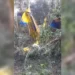 Avião monomotor cai em Ponta Grossa e piloto sai ileso