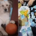 Cachorro rasga R$ 700 de sua dona: “Fiquei aperreada”