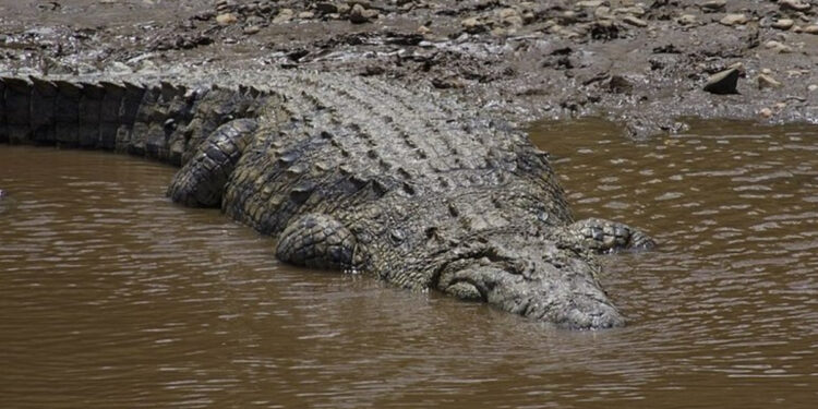 Conheça o crocodilo gigante que matou mais de 300 pessoas (THOMAS FUHRMANN/SOB LICENÇA CREATIVE COMMONS)