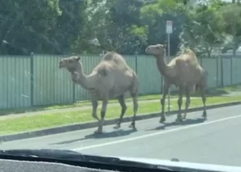 Dromedários fogem de presépio vivo e passeiam em avenida movimentada; vídeo