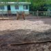Paraná: Sobrinho é preso logo após matar o tio a paulada