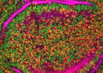 Com DNA artificial, cientistas conseguem destruir células cancerígenas