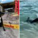 Cão adotado por bombeiros pula no mar e ajuda a resgatar turistas em praia de SP. VÍDEO