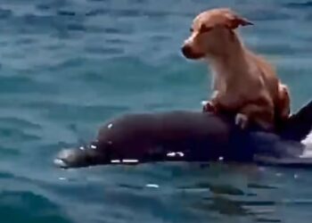 Golfinho herói salva cão caramelo que caiu no mar e vídeo viraliza