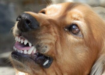Cachorro pisa em espingarda e mata caçador com disparo: “Morreu na hora”