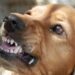 Cachorro pisa em espingarda e mata caçador com disparo: “Morreu na hora”