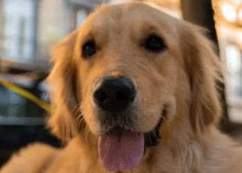 Cachorro aprende a dormir quando tutor desliga Xbox e internautas reagem: “Muito fofo”; assista