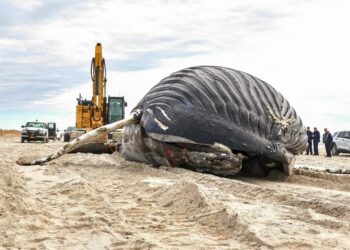 Baleia-jubarte de mais de 10 metros é encontrada morta em praia