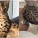 Gato de raça é confundido com onça, mobiliza bombeiros e é solto em mata de Nova Lima; vídeo