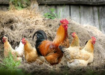 Crise mundial do ovo: veja se produto também pode desaparecer no Brasil
