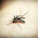 Primeiro boletim da dengue do ano aponta 198 municípios do Paraná com casos confirmados
