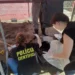 Paraná: Polícia encontra ossadas enterradas na casa onde 300 cães foram resgatados