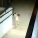 Susto! Vigilante fica cara a cara com onça-parda durante ronda e registra tudo em vídeo no Paraná