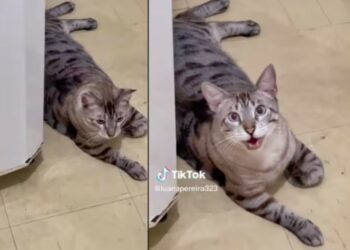 Gato fala “mamãe” encanta internautas e vídeo bate 8M. Assista