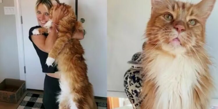 Finn tem 6 anos. O gato gigante é tão grande que tem a mesma altura de uma criança de nove anos - Fotos: Natalie Bowman / SWNS