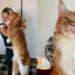 Gato gigante do tamanho de criança de 9 anos vira estrela por onde passa