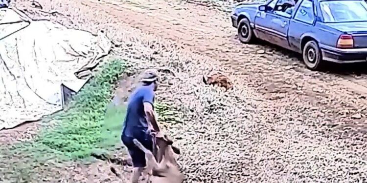 Câmeras flagram bezerro sendo furtado em Salto do Lontra (Vídeo: Reprodução/Redes Sociais)