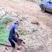 Homem arrasta bezerro para o carro e foge com o animal no interior do Paraná
