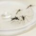 Com surto de chikungunya no Paraguai, Saúde emite alerta para casos da doença no Paraná