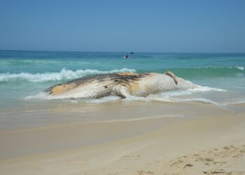 Projeto da Petrobras encontra mais de 30 mil animais mortos em praias