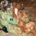 Paraná: Após susto ao pular de viatura, cão é encontrado: ‘Sujo, mas bem feliz’, disseram PMs