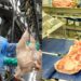 Paraná liderou produção nacional de frangos em 2022; indústria de suínos também cresceu